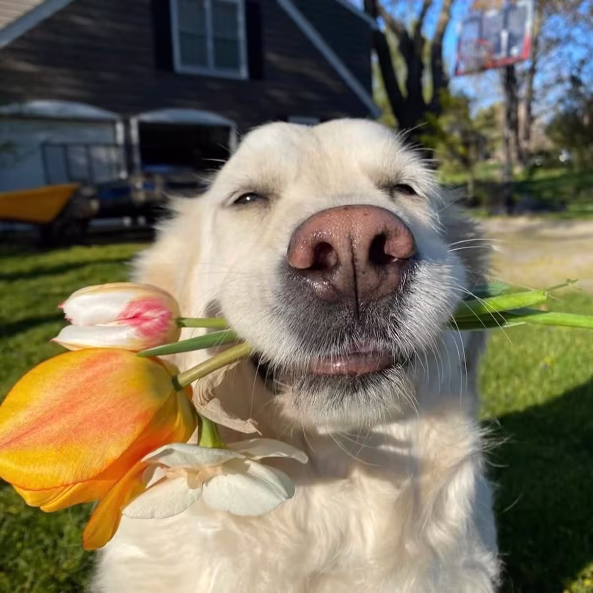 Original photo of a dog before converting to coloring page