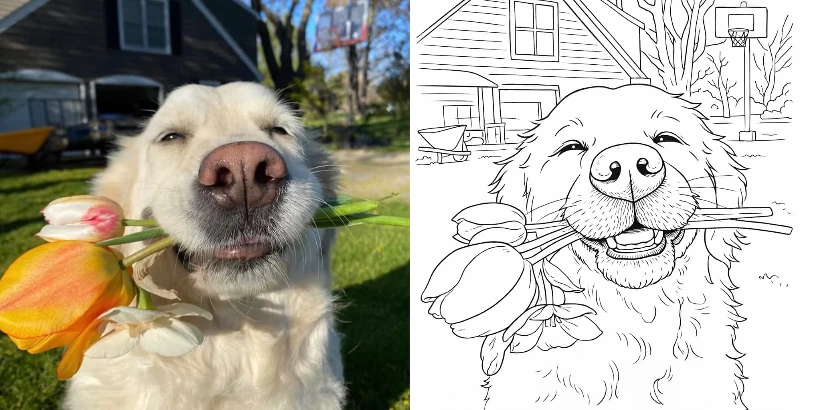 A photo of a golden retriever holding tulips beside the same photo turned into a black and white coloring page