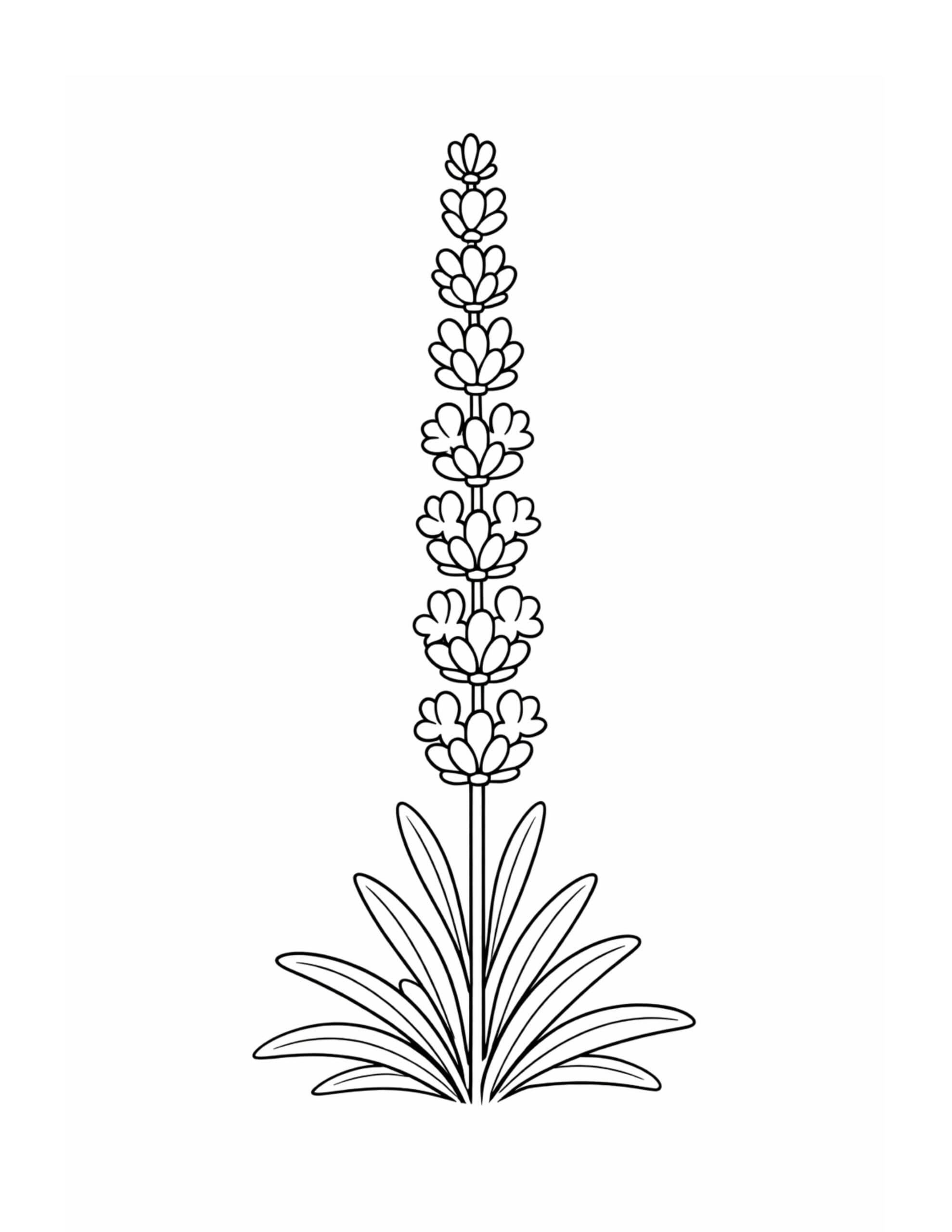 lavender sprig with long stem coloring page showing stacked buds on a tall stem with narrow leaves coloring page